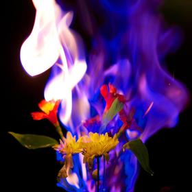 Flowers on Fire