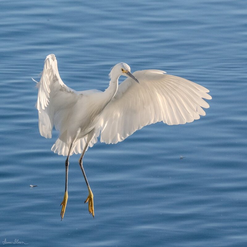 Egret in Flight