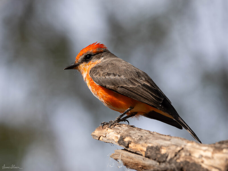 Vermilion Flycatcher at Rest