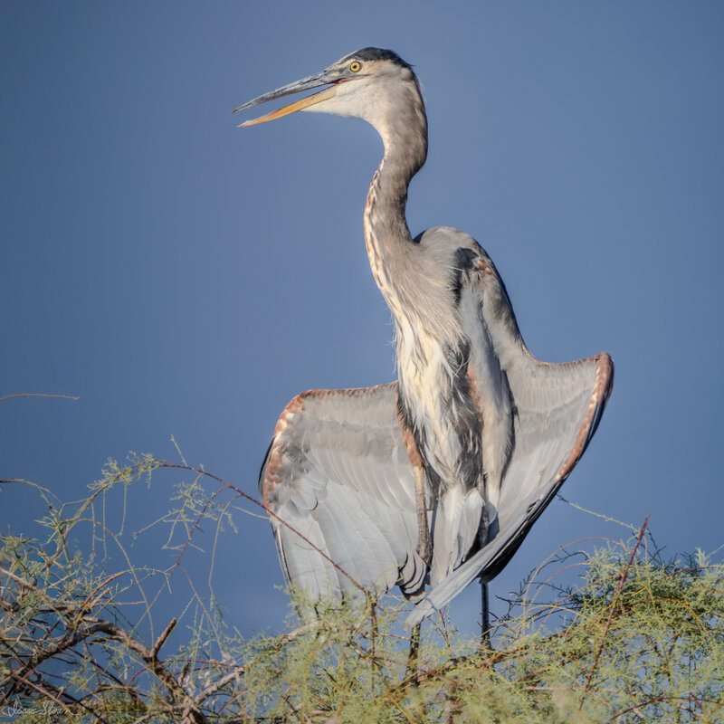 Heron’s Morning Stretch
