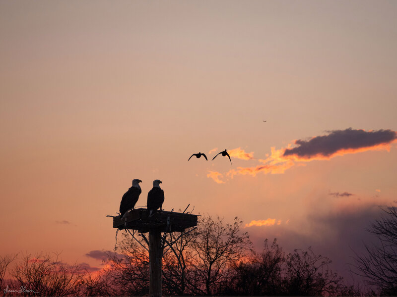 Eagles at Dusk