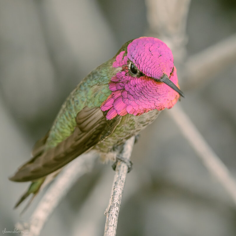 Pink Crown of the Anna’s