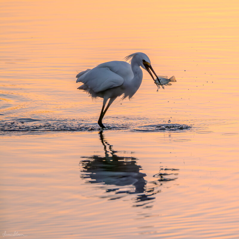 Egret’s Sunset Catch
