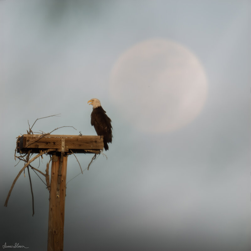 Moonrise Over the Nest