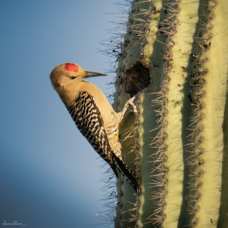 Gila Woodpecker on Saguaro