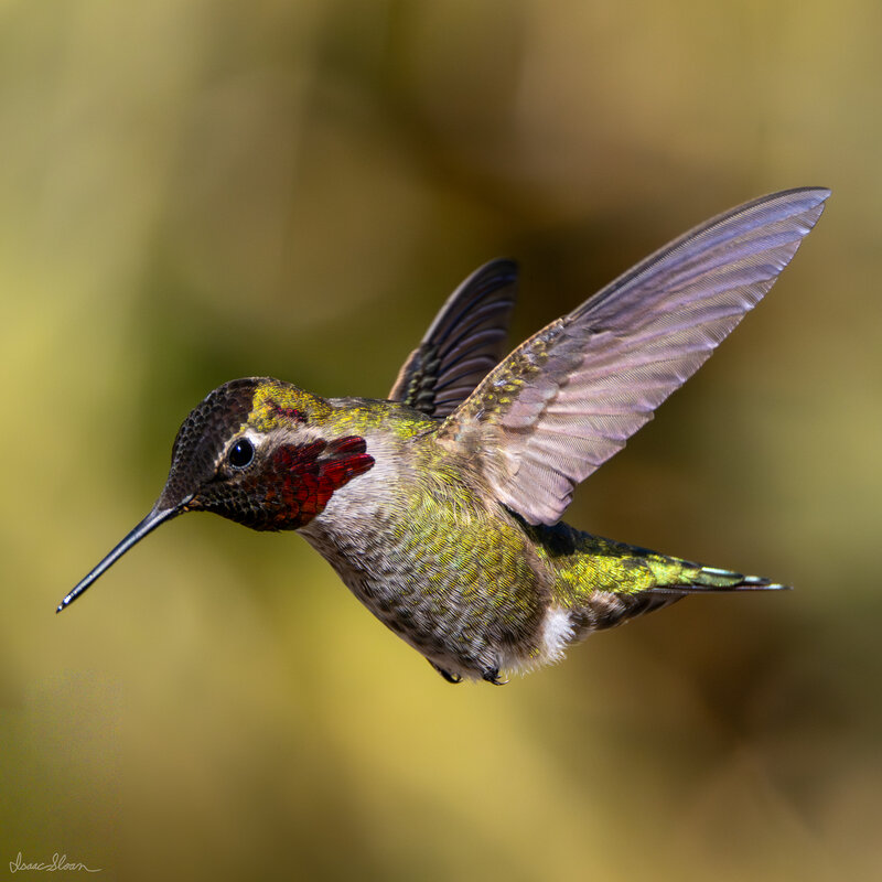 Anna’s in Mid-Hover