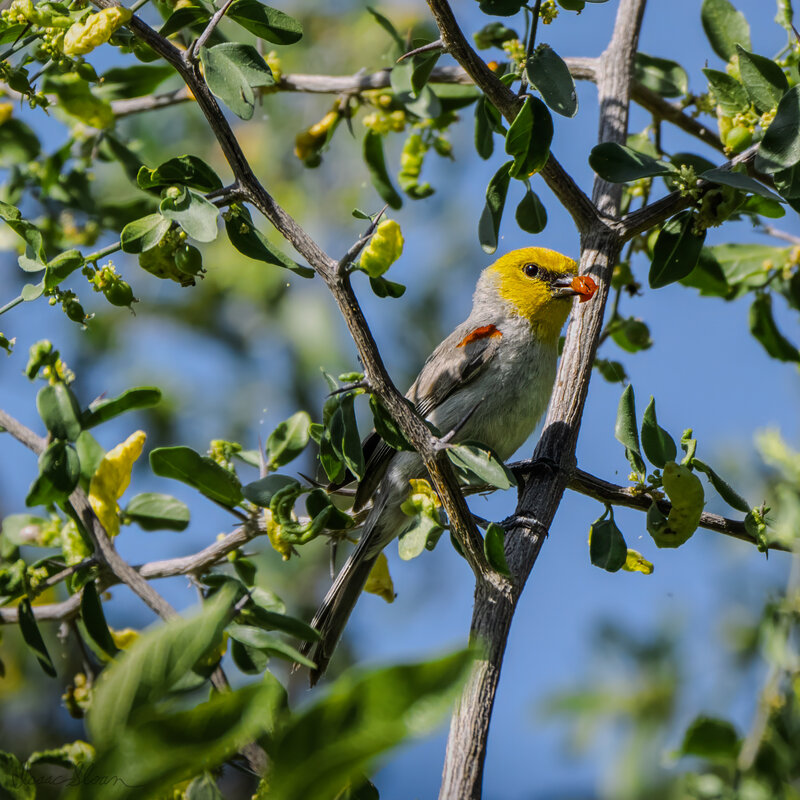 Verdin in the Blossoms