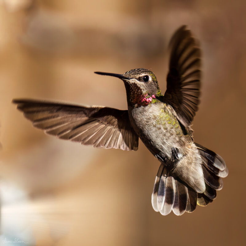 Anna’s in Flight